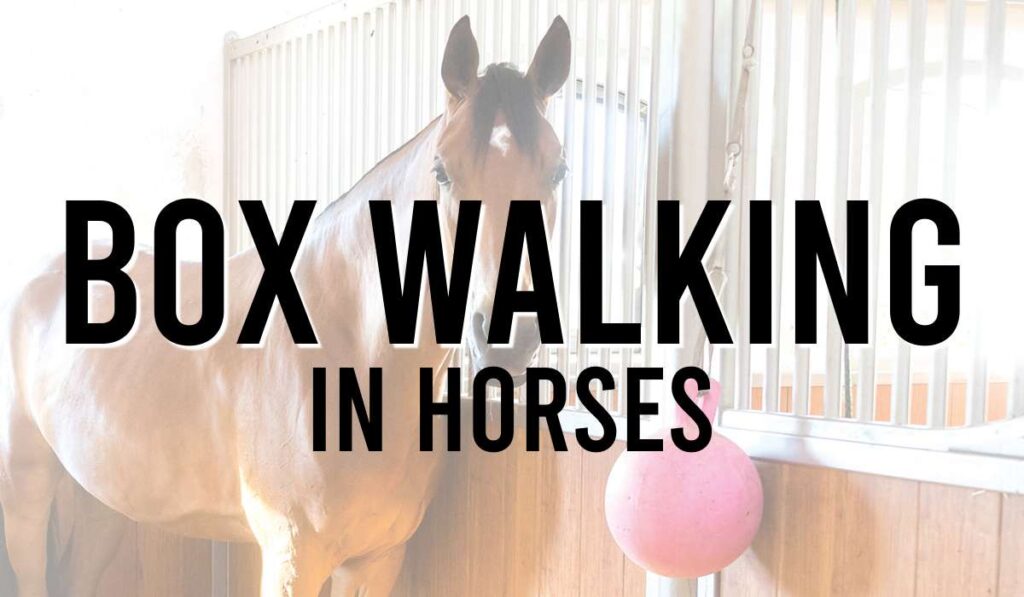 Box Walking in Horses 1 Box Walking in Horses