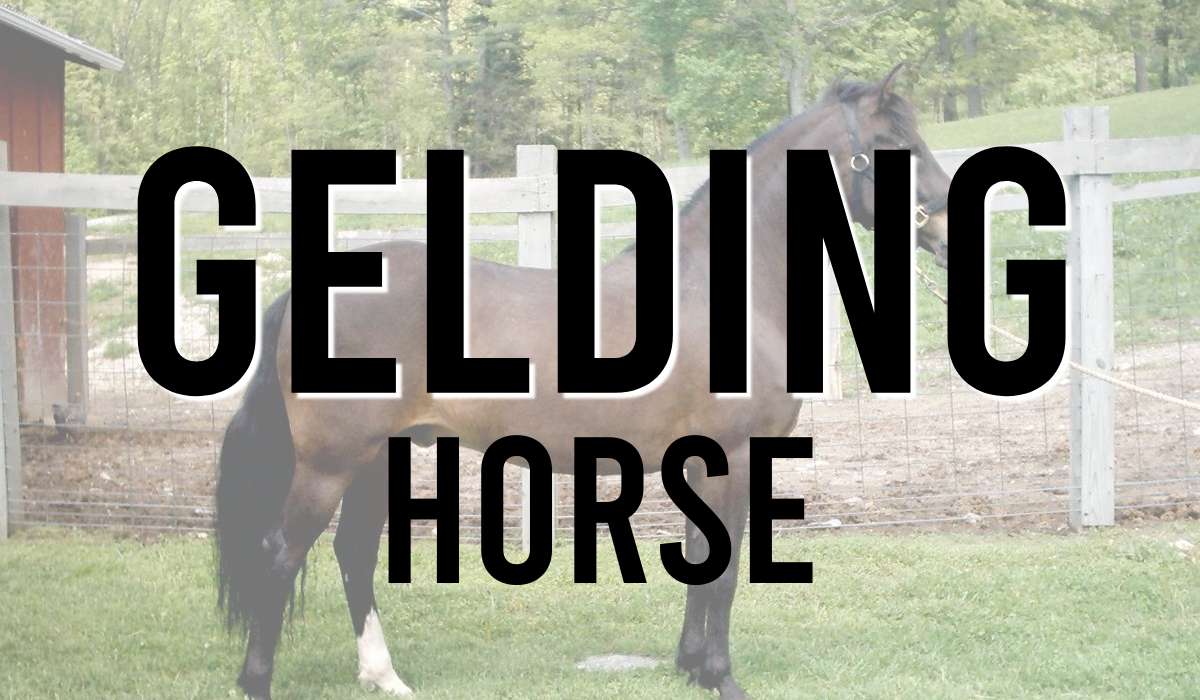 Gelding Horse